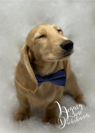 Cream miniature longhaired Dachshund wearing a blue bow tie smiling with his eyes closed