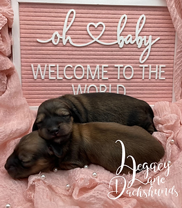 newborn miniature dachshund puppies