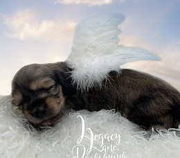 dachshund puppy with angel wings sleeping on a cloud