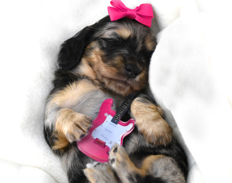 Dapple Miniature Dachshund puppy sleeping with a pink guitar
