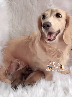 Cream mother dog smiling with puppies.