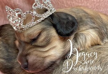 newborn miniature dachshund puppy wearing a crown
