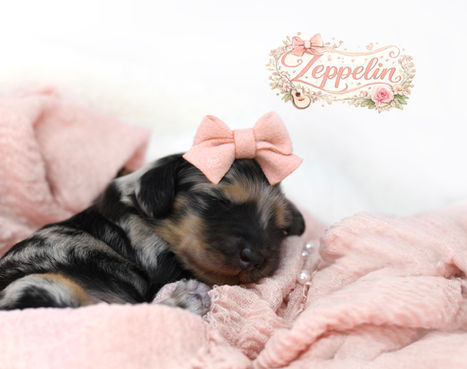 A dapple dachshund puppy sleeping on a pink blanket
