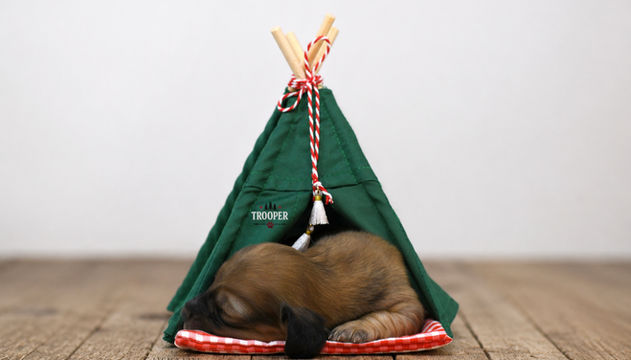 Shaded cream dachshund puppy laying in a tent