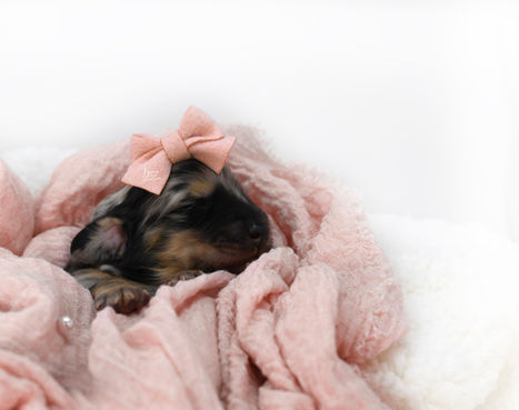 a tiny dapple dachshund puppy sleeping peacefully wrapped in a pink blanket with a bow on her head