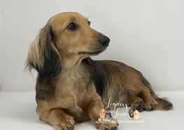 Hasty lane farm mini sale dachshunds