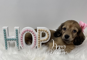 Dachshund puppy wearing a pink bow and laying with a HOP Easter sign