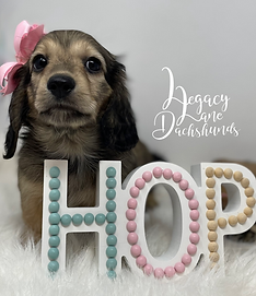 dachshund puppy with an Easter sign that says HOP