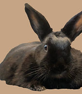 attachment (14)_edited_edited_edited_edi