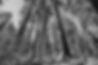 sequoia-tree-in-calaveras-big-trees-state-park-2021-08-26-16-18-26-utc_edited.jpg