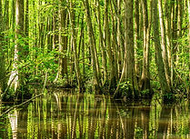 millpond-5126104_1920 (1).jpg