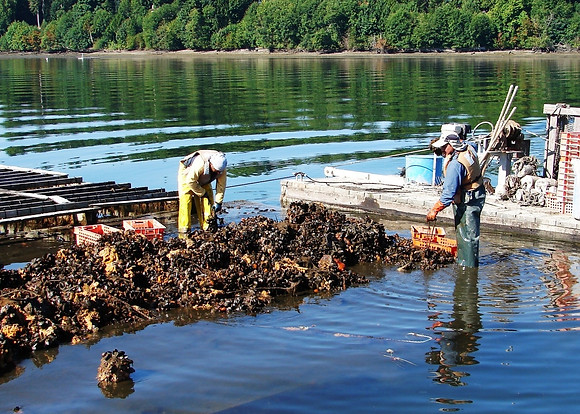 750x500-mussel-harvest-shelton-wa.jpg
