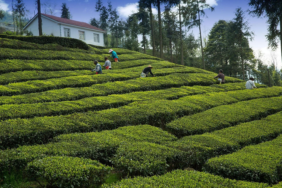 tea-garden-2221915_1920.jpg