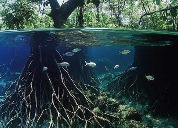 underwater-mangrove-roots-stockhcake.jpg