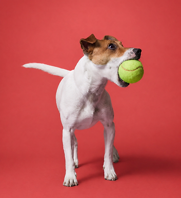 ChatGPT Image Apr 26, 2026, 12_54_19 PM.png