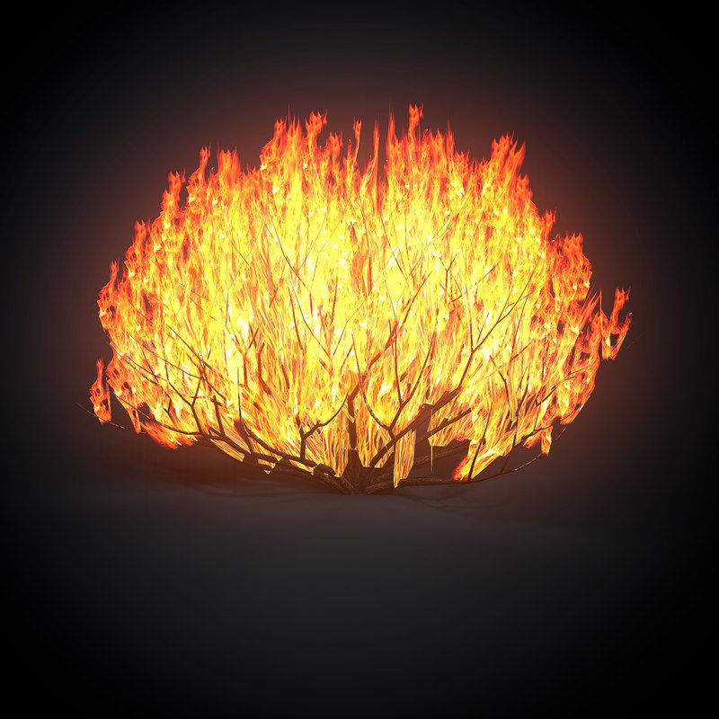 What's Your Burning Bush?