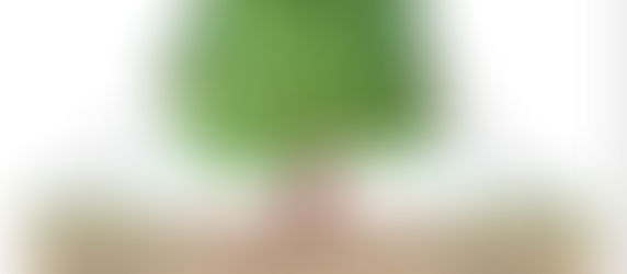 Understanding the New City of Newton Tree Protection Ordinance 