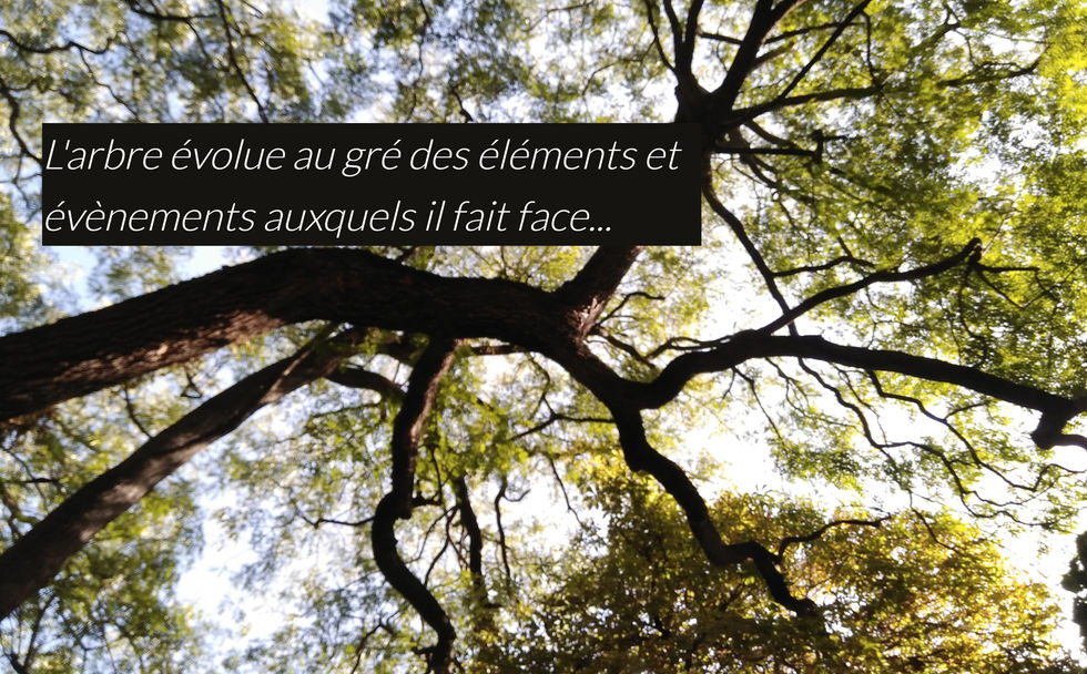 arbre, se développer, cheminement personnel, développement personnel, grandeur, ancrage, aix-en-provence, kinésiologie
