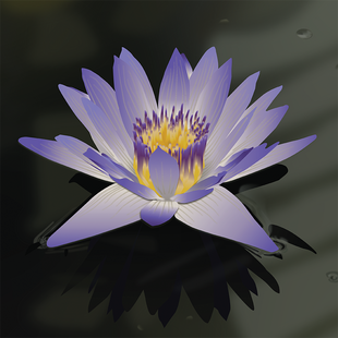 pond lily adobe illustrator alberta canada illustration