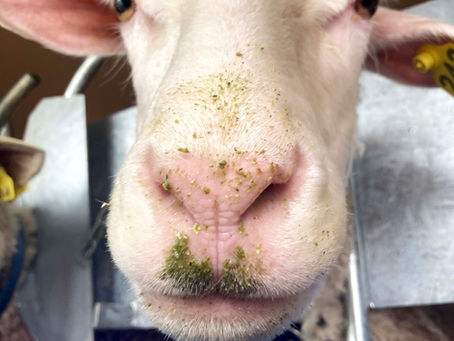 The last full week of May