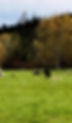 website_sheep_edited.jpg