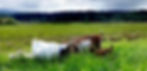 goats2_edited_edited_edited.jpg