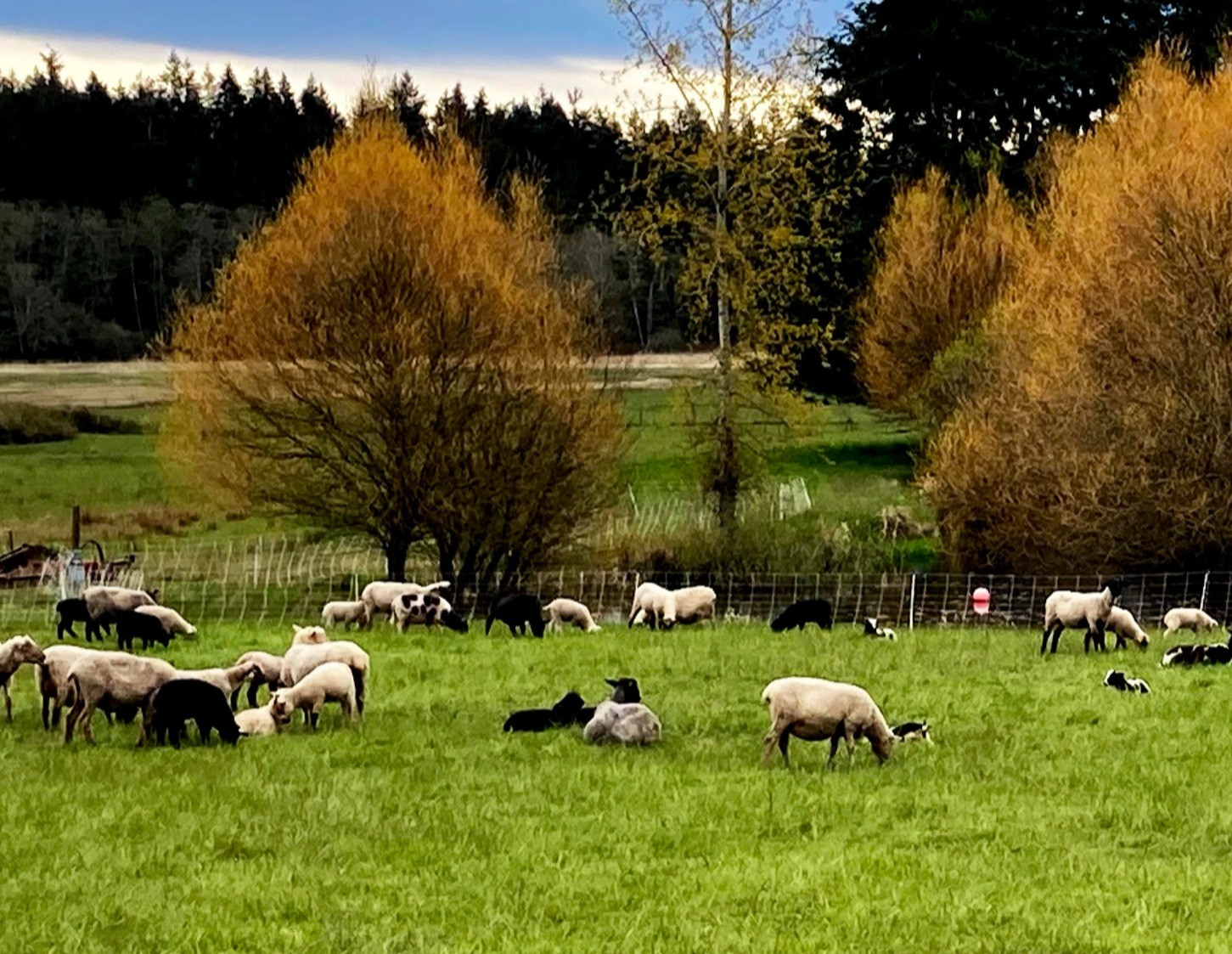 Lum Farm on Coffelt Farm Preserve