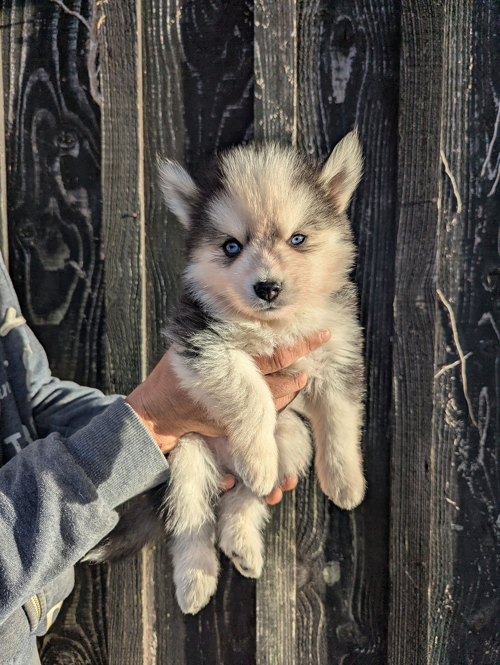 Bowie2-chiot-Happy Pomsky 44