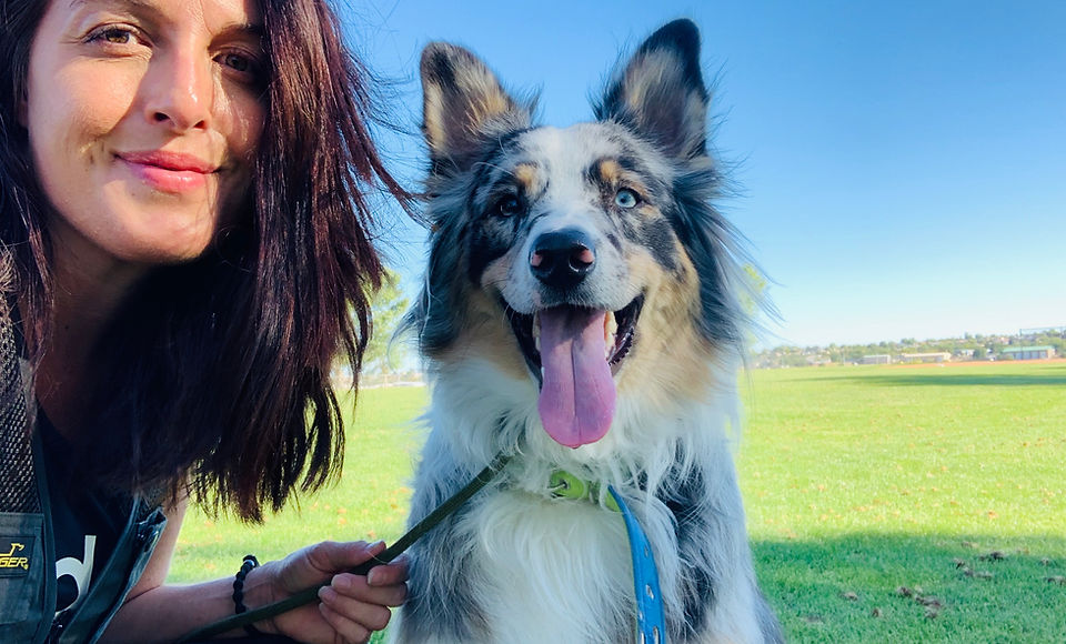 Dog Training Facility