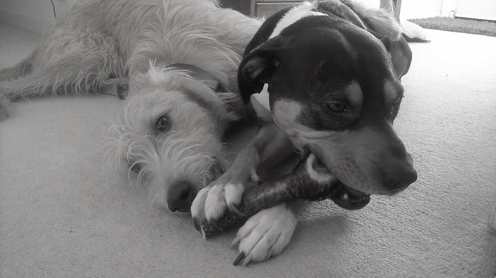 Understanding and Addressing Resource Guarding in Dogs Pet Behaviour Advice