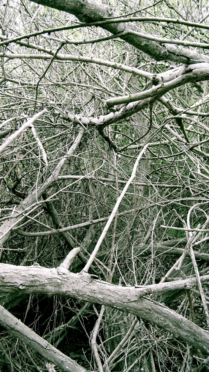 wooden dendrites 3