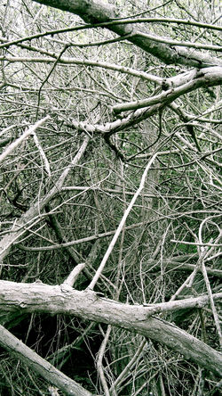 wooden dendrites 3
