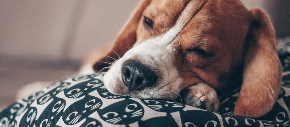 Un chien qui dort sur une couverture