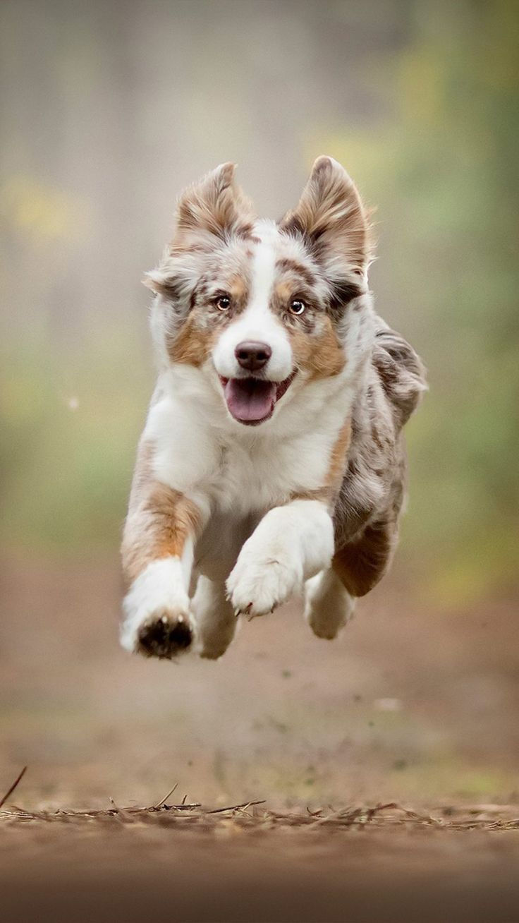 un chien qui coure