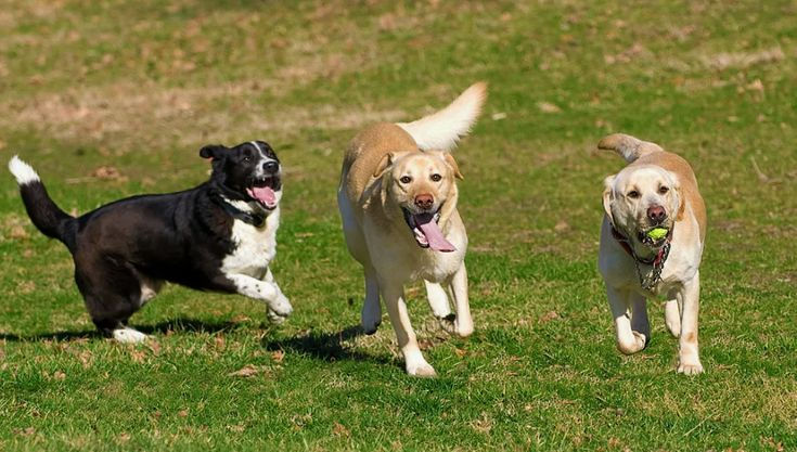 Des chiens qui courent dans un jardin