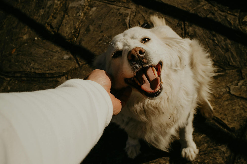 Un chien qui connecte avec son maître
