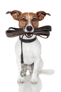Dog walking scottsdale
