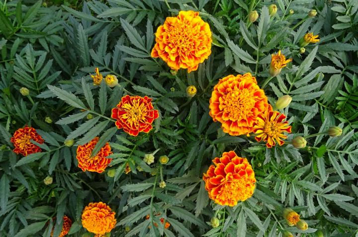 French Marigold