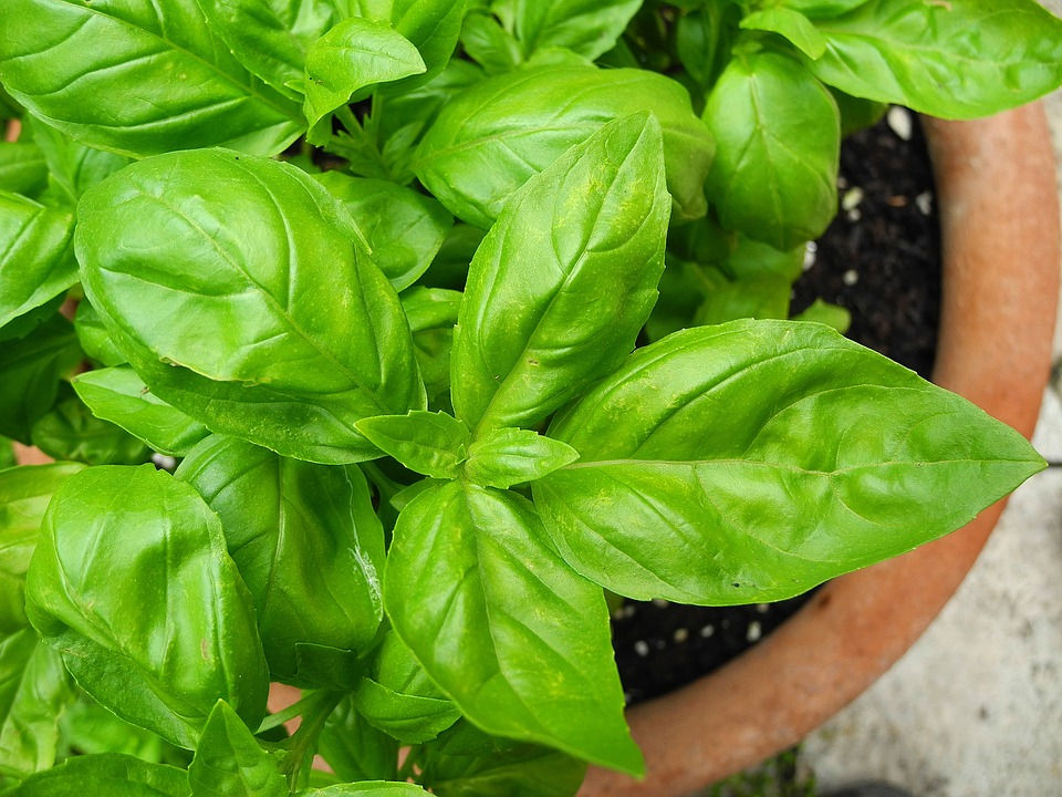Sweet Basil herb