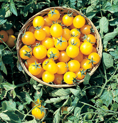 Gold Cherry tomatoes