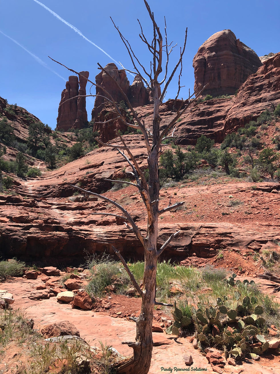 Cactus, grasses, rocks and trees