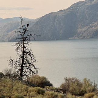 Eagle resting in tree alongside serene lake surrounded by mountains as seen from the Rocky Mountaineer train.