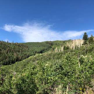 Park City Mountain forest along the hiking trails