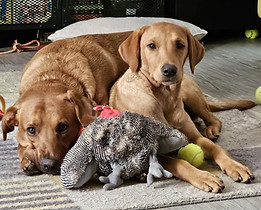 barney and scooby 4.jpg