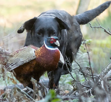 mac and pheasant.jpg