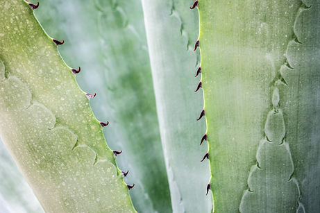 close-up-photography-of-aloe-vera-plant-