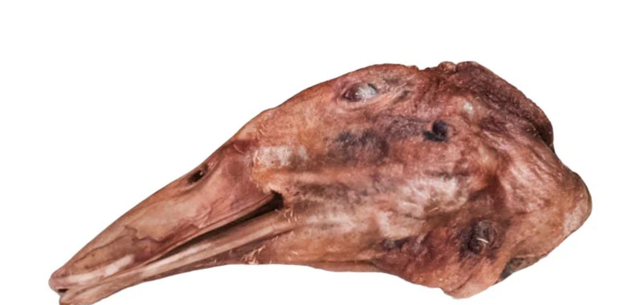 Dehydrated Goose Head 1ct