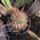 Thumbnail: Long-Spine Barrel Cactus