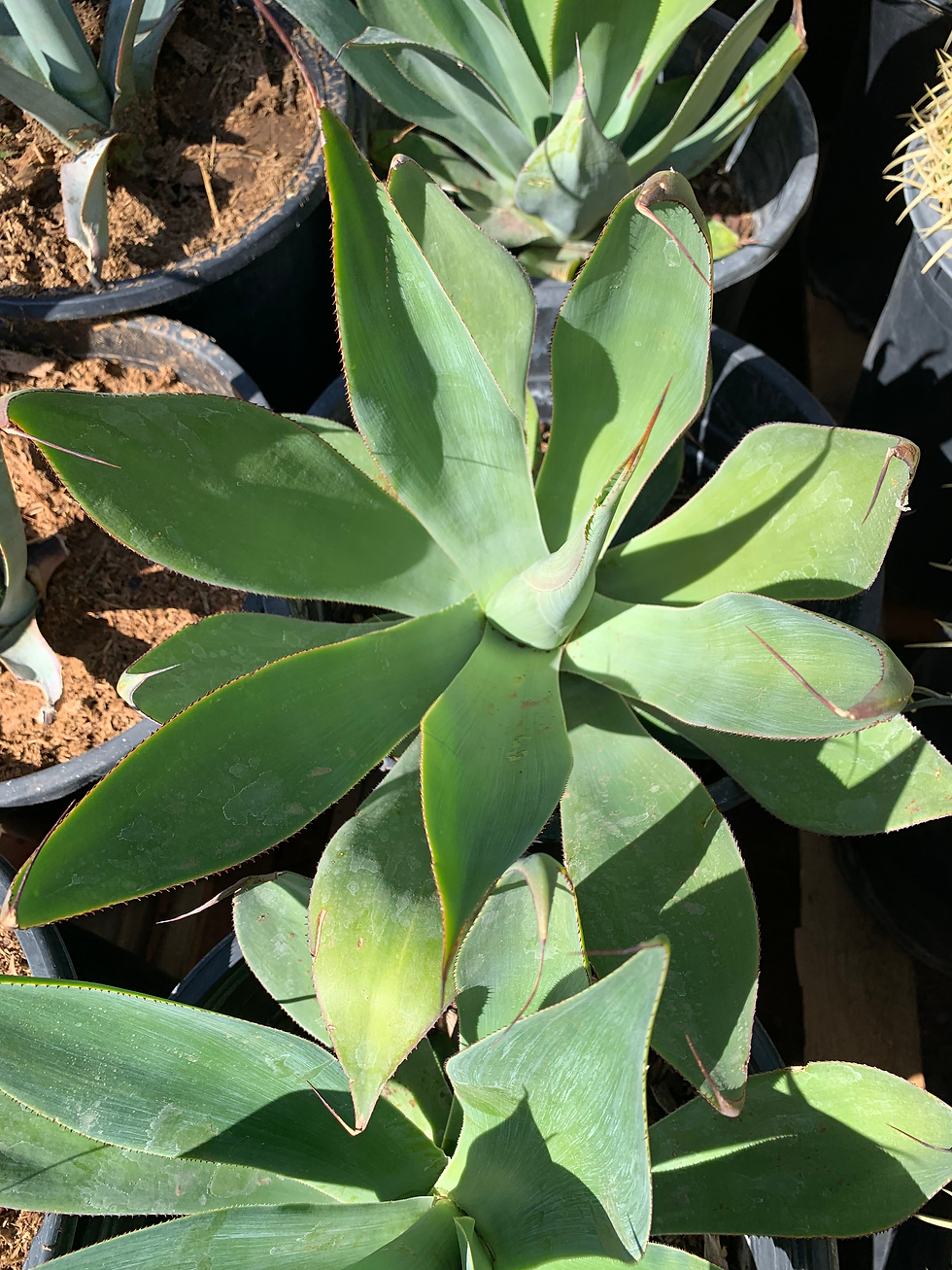 Thumbnail: Foxtail Agave