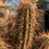 Thumbnail: Echinocereus engelmannii clusters